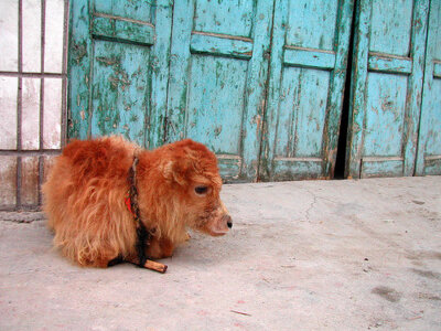 stawberry the yak